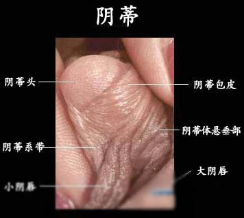 欣赏人体结构图解（完整版）